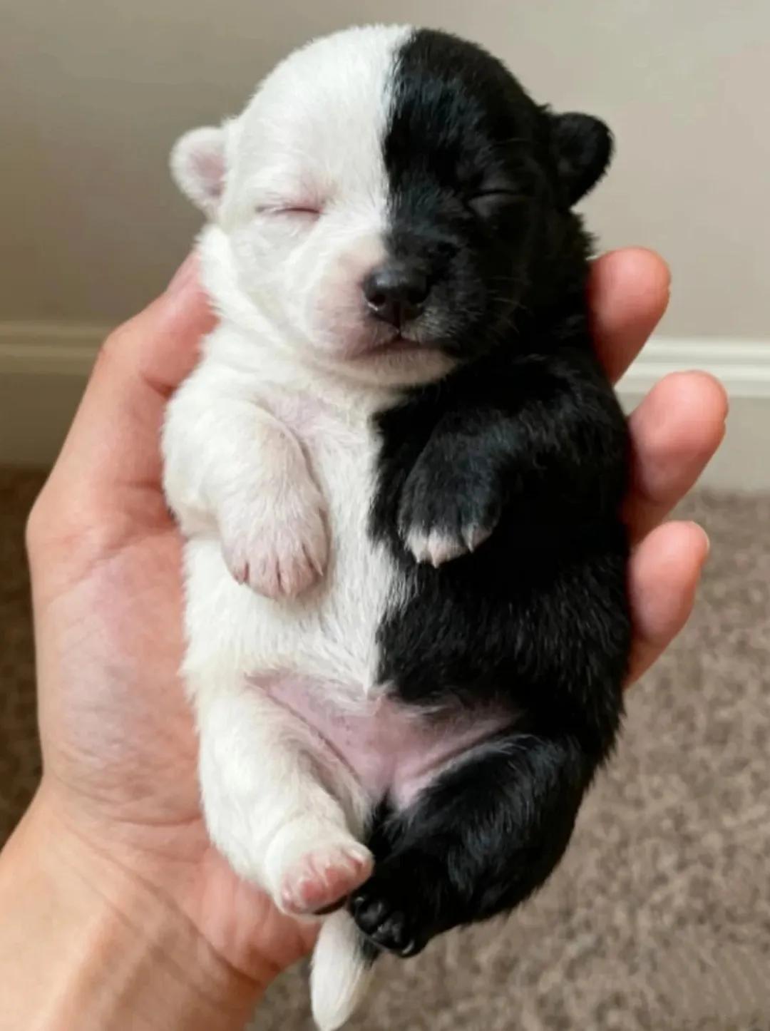 给它取个什么名字好呢？