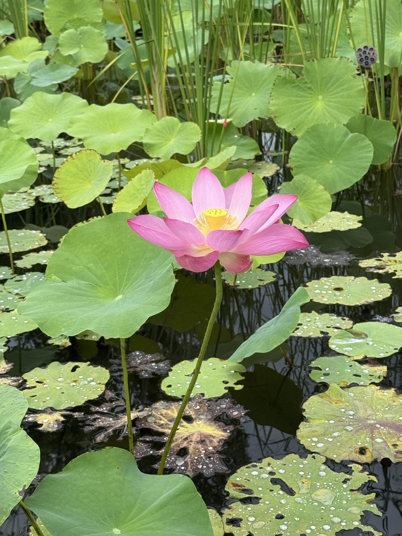 夏日生活打卡季