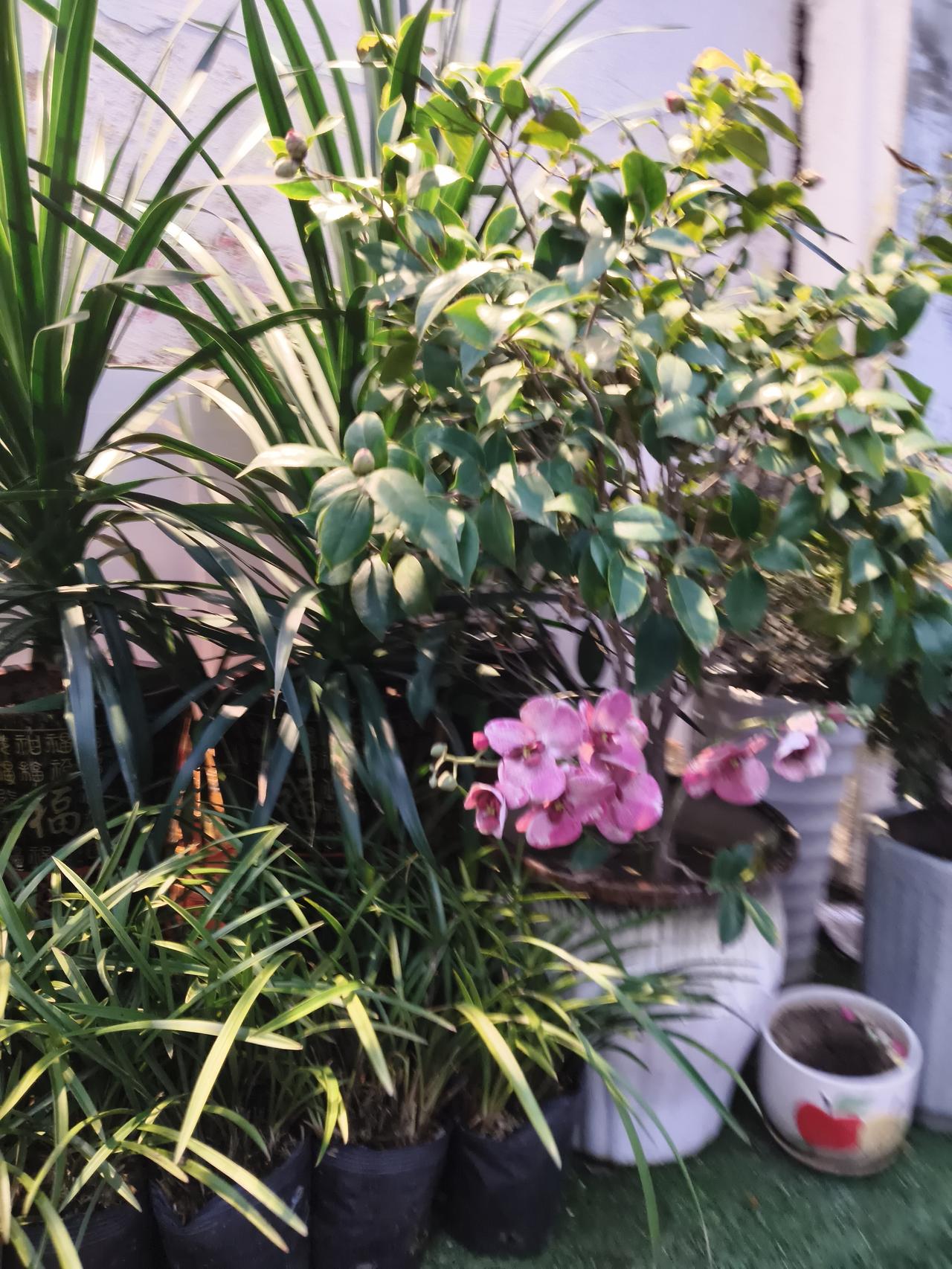 阳光漫过叶片，在墙面上投下细碎光影，粉花与绿叶相映，让寻常角落也有了诗意。这些植