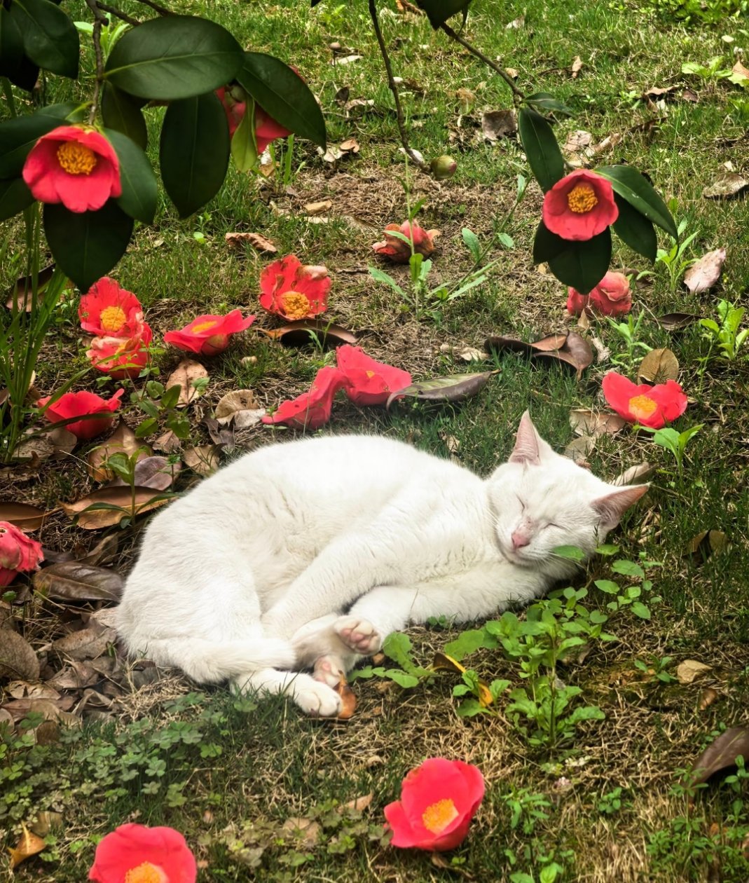 小猫咪 你是会睡觉的，狸奴小睡不知愁，忙添落花作锦裘 