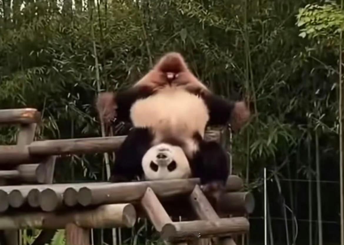 乐宝、福宝和辉宝，不是一家熊，不进一家门，不能说像，只能说一模一样的父女仨。 ​