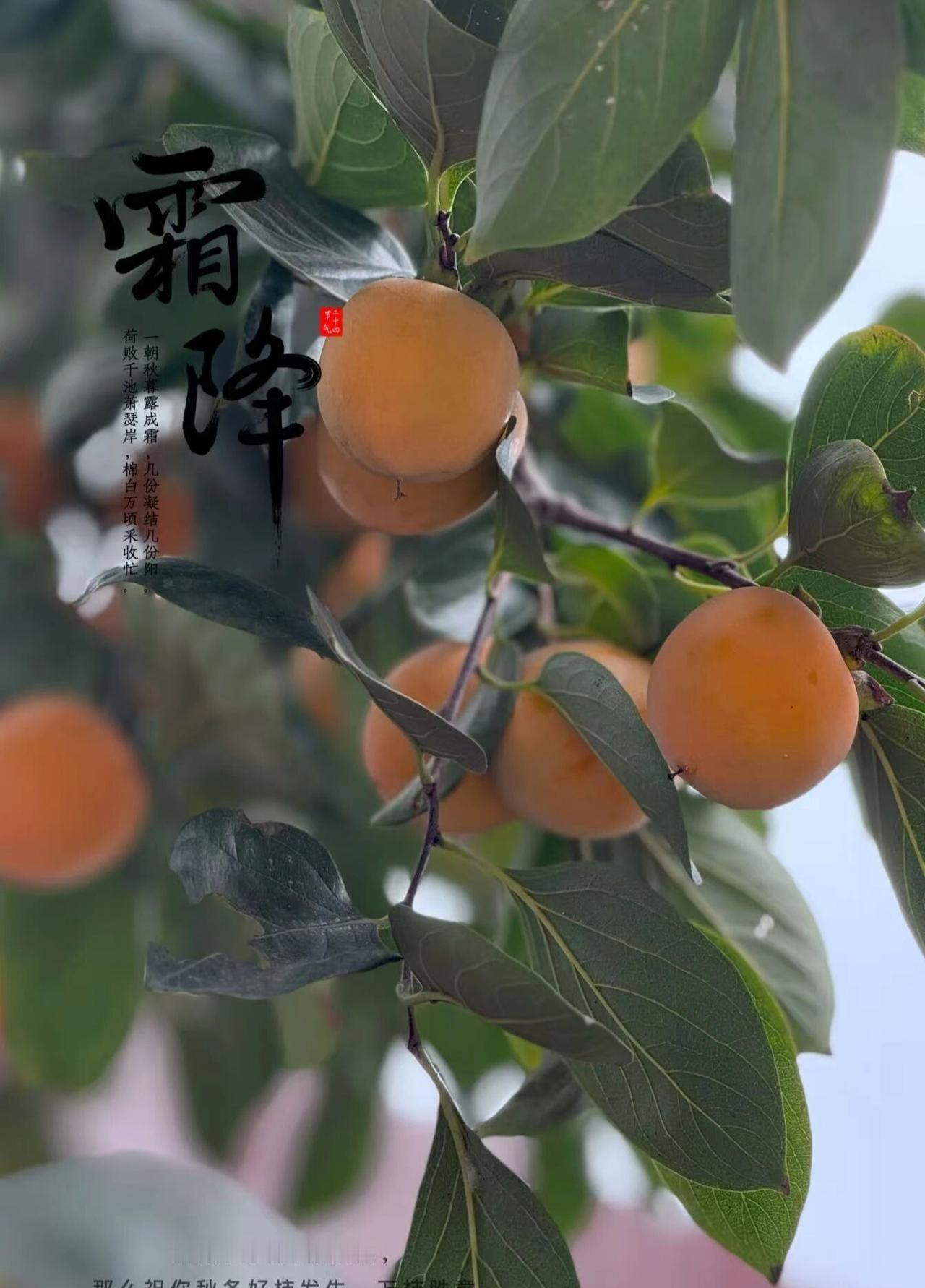 友友们冬天了，还吃水果吗？

煮了吃还是生着吃～

我更喜欢生着吃，

不过听说