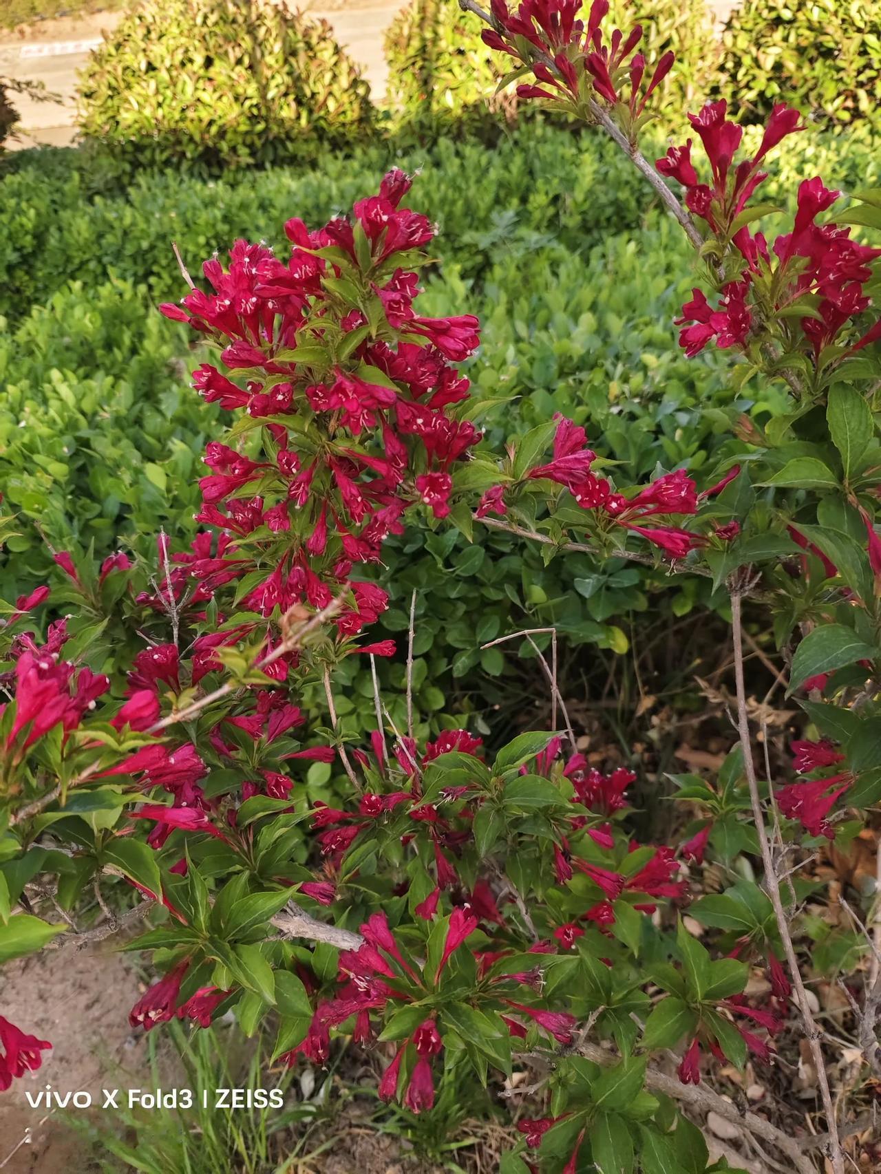 万能的条友，谁知道这是什么🌺啊。
五一假期旅游的人扎堆，我正好家里有事，就从济