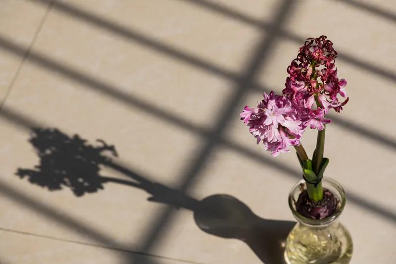 看到这花，心瞬间就柔软了。就像立春时檐冰消融的滴水声，让坚硬的情绪慢慢化开。
生