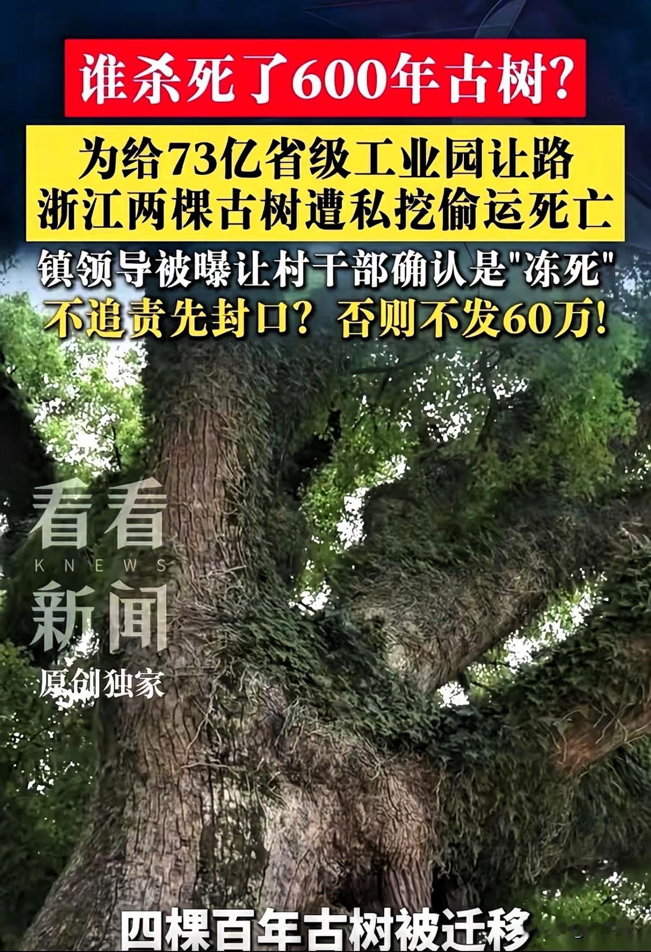 天呐，活了五六百年的古树，就这么没了？

前几天刷到浙江天台那两棵古树的事，心里