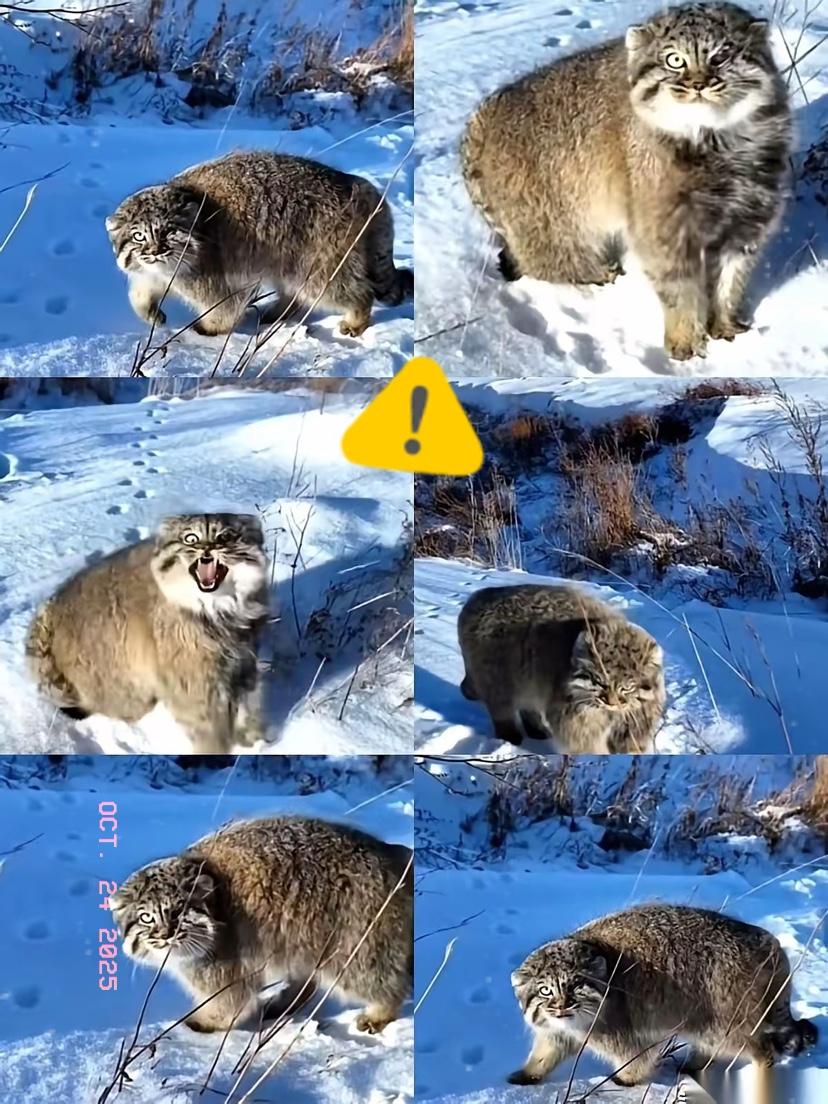 笑不活了！
现在动物圈的生存智慧都卷到这份上了？
新疆牧民家的猫直接带回来个“二