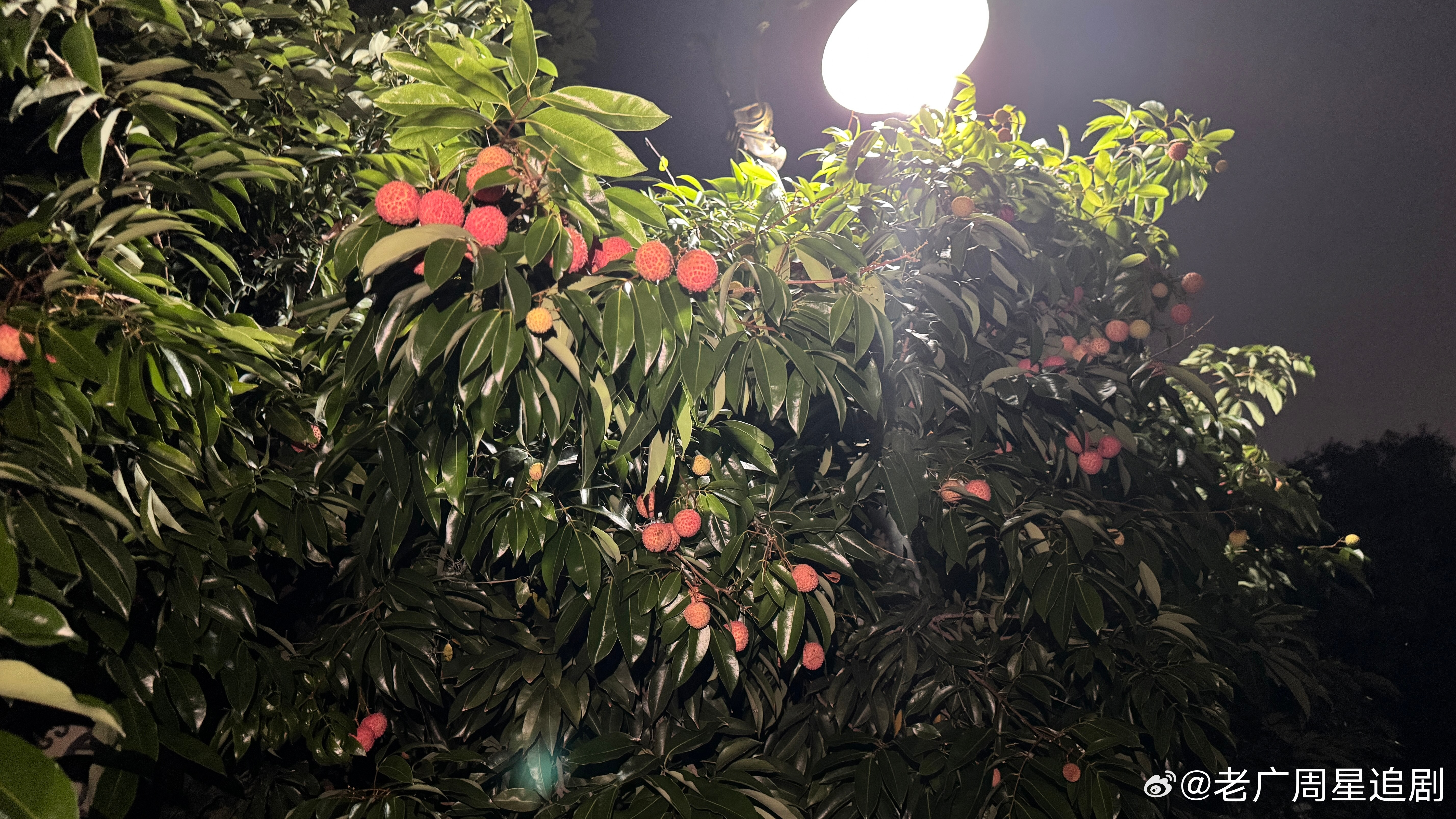 天天诱惑我，每晚跑步都要看熟没熟…