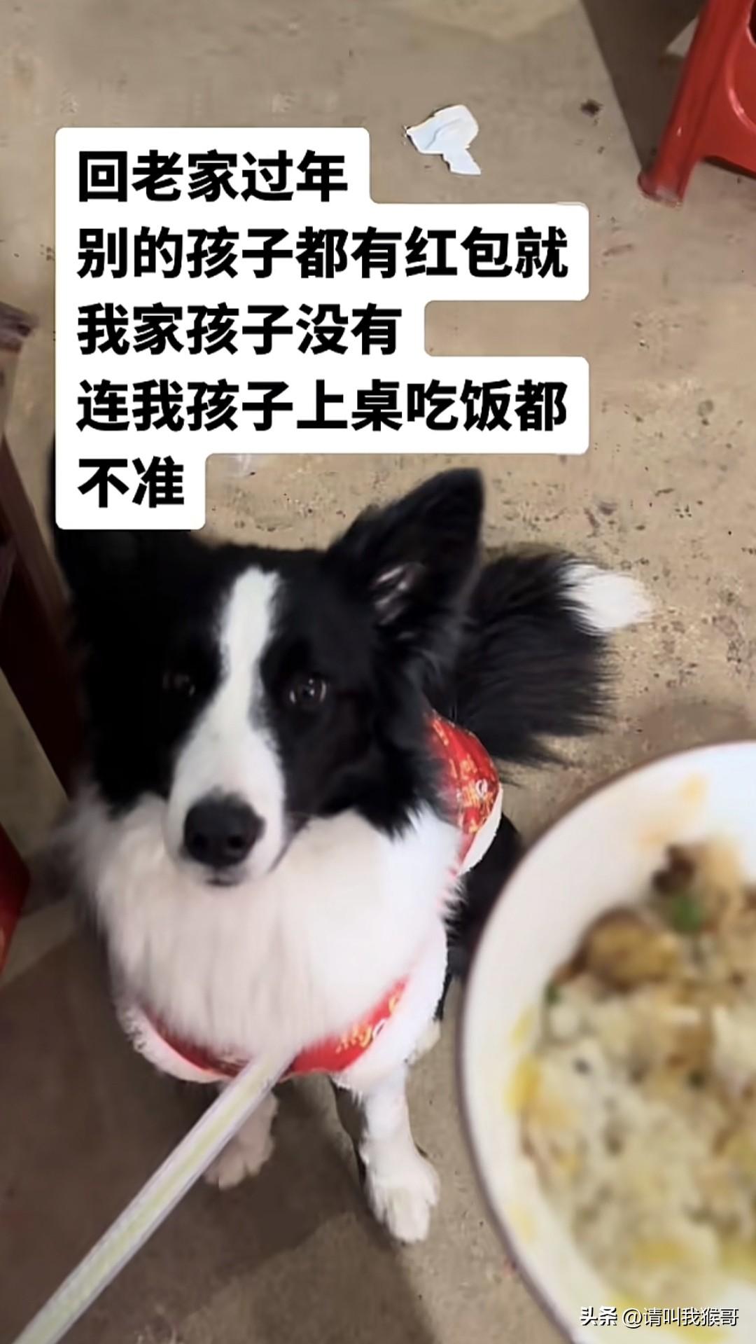 我不养宠物，但像这种把宠物从心理上到生理上当做家人的，到底好还是不好呢？我从不讨