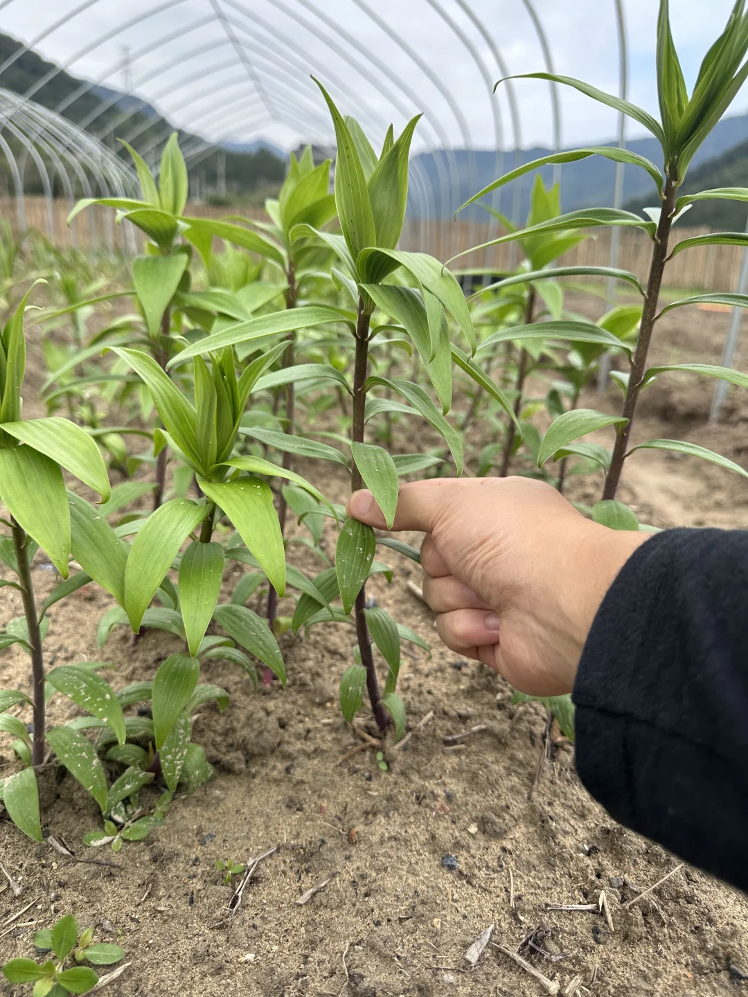 长芽艾莎种下两周了，可以看到平均2个花苞