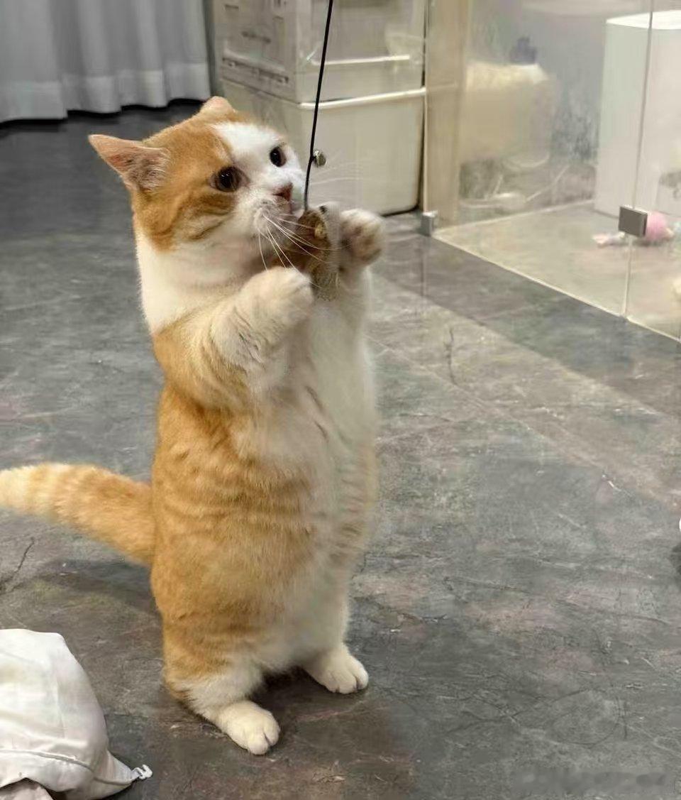 今天去爱康国宾体检时，爱康体检的医生说我的结节变小了、脂肪肝浸润也没有了，我想这