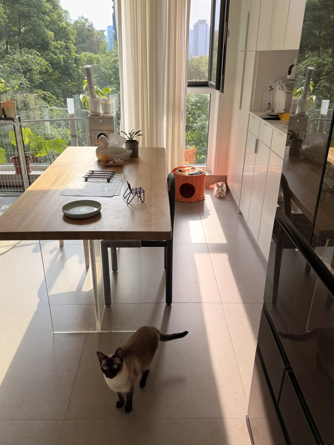 懒猫懒兔