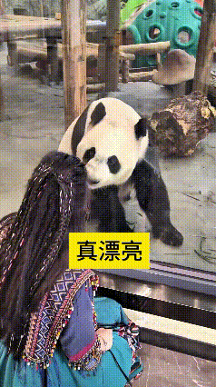 哎呀妈呀咱国宝也太现实了吧！
看见打扮好看的漂亮小姐姐，扒着玻璃目不转睛，使劲盯