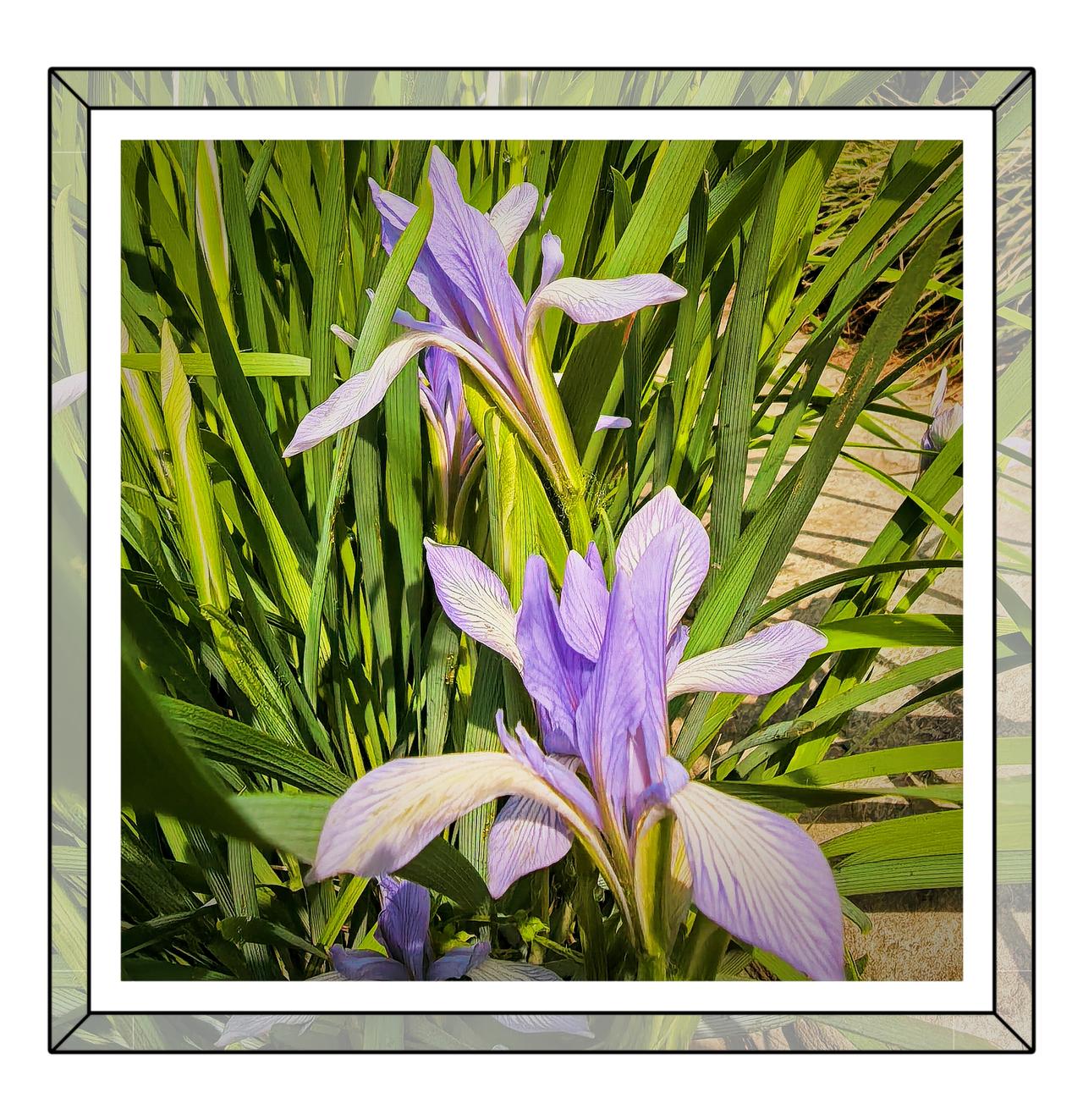 随手拍公园花草公园里的马兰花