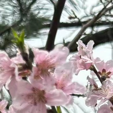 2000信心锻造伟业，信念燃烧激情，欲望产生希望；有梦想的人生才是完美的，有积极