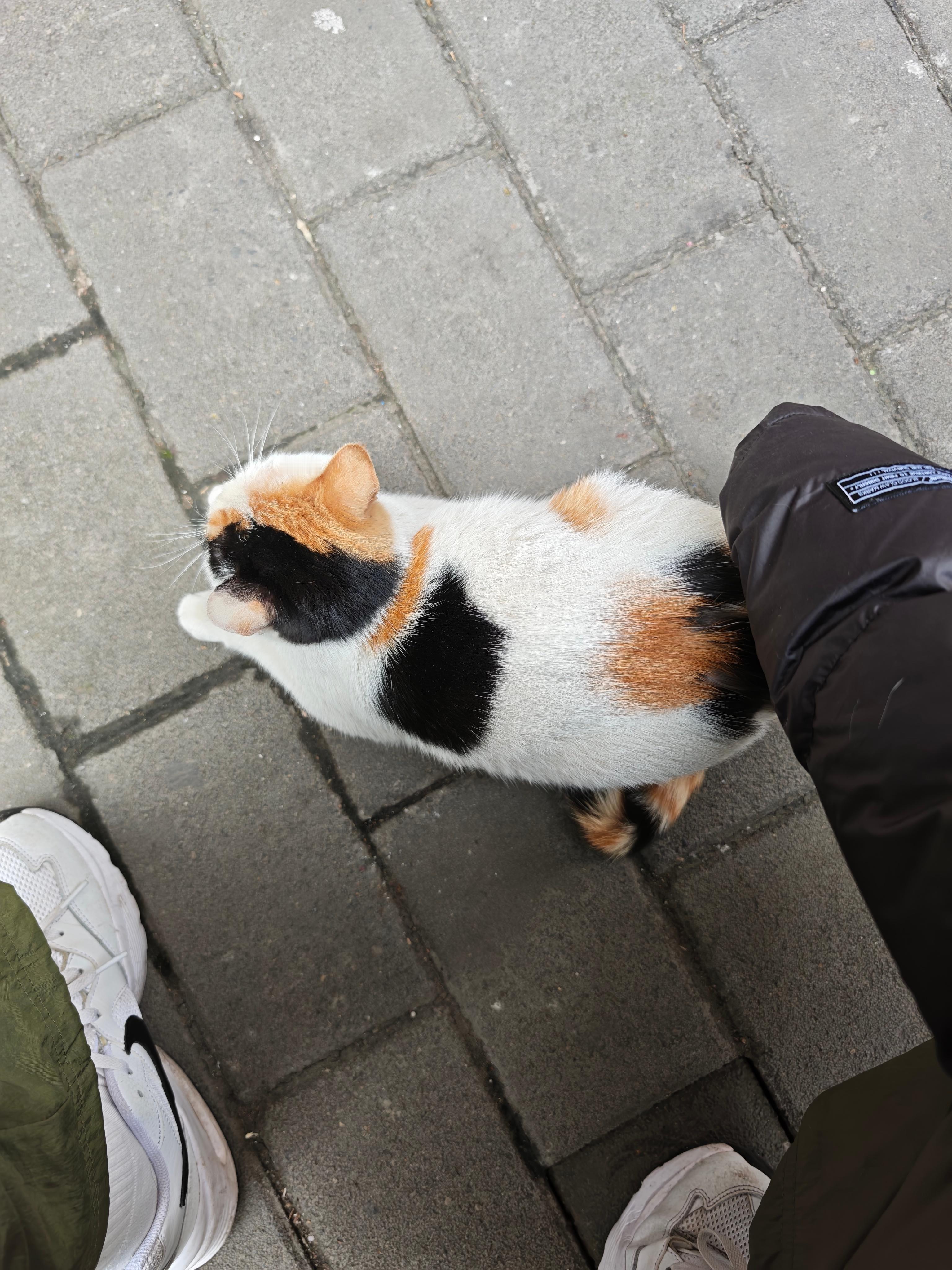 家人们这只小猫一直蹲着要我拍它屁股是何意味 