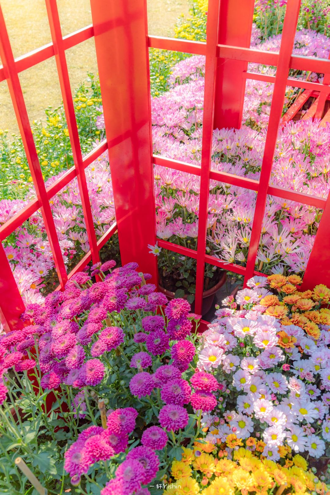 转角撞进花海：中山公园菊花展摄影大赛