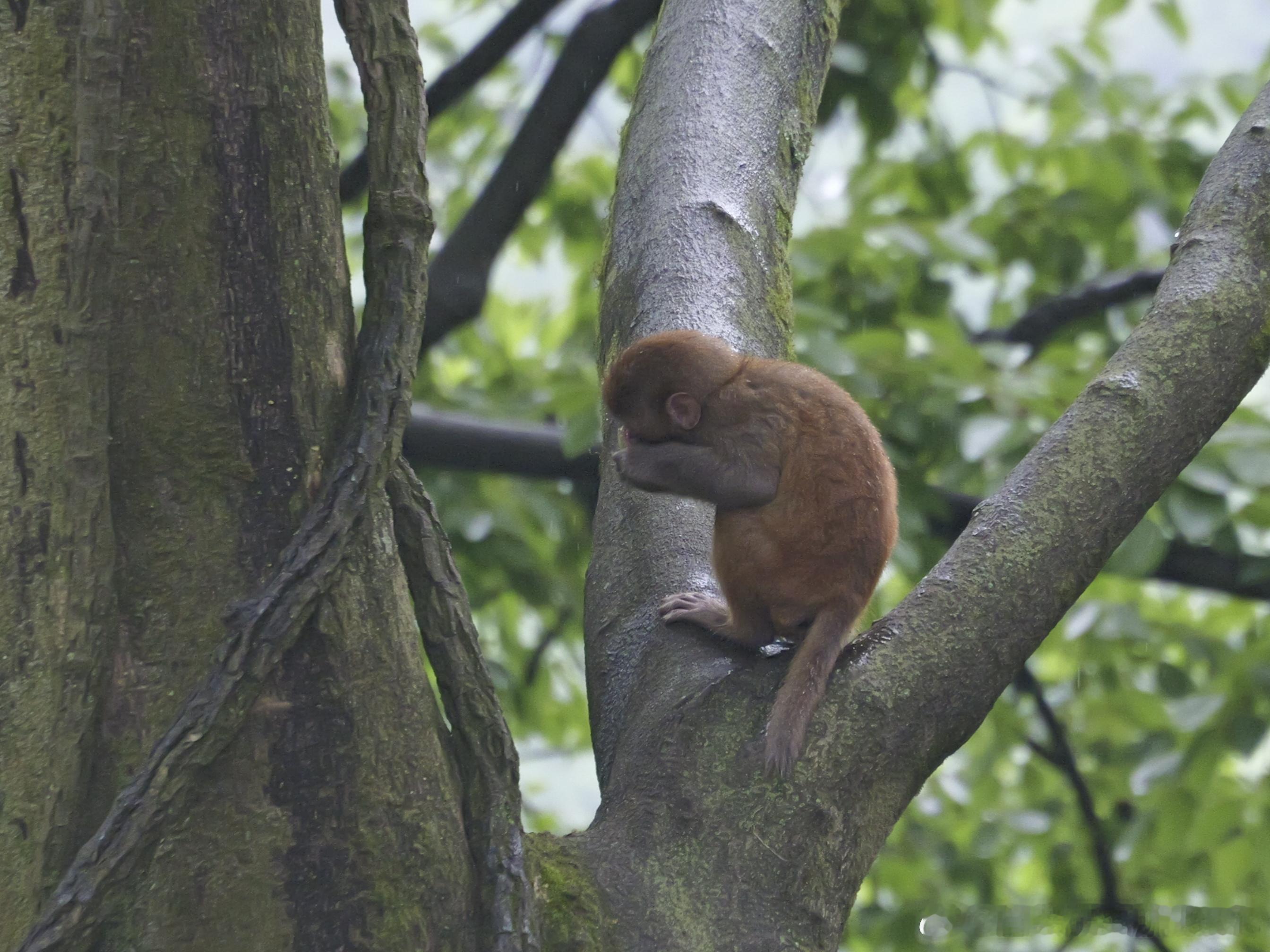 来看猕猴了 贵阳·黔灵山公园