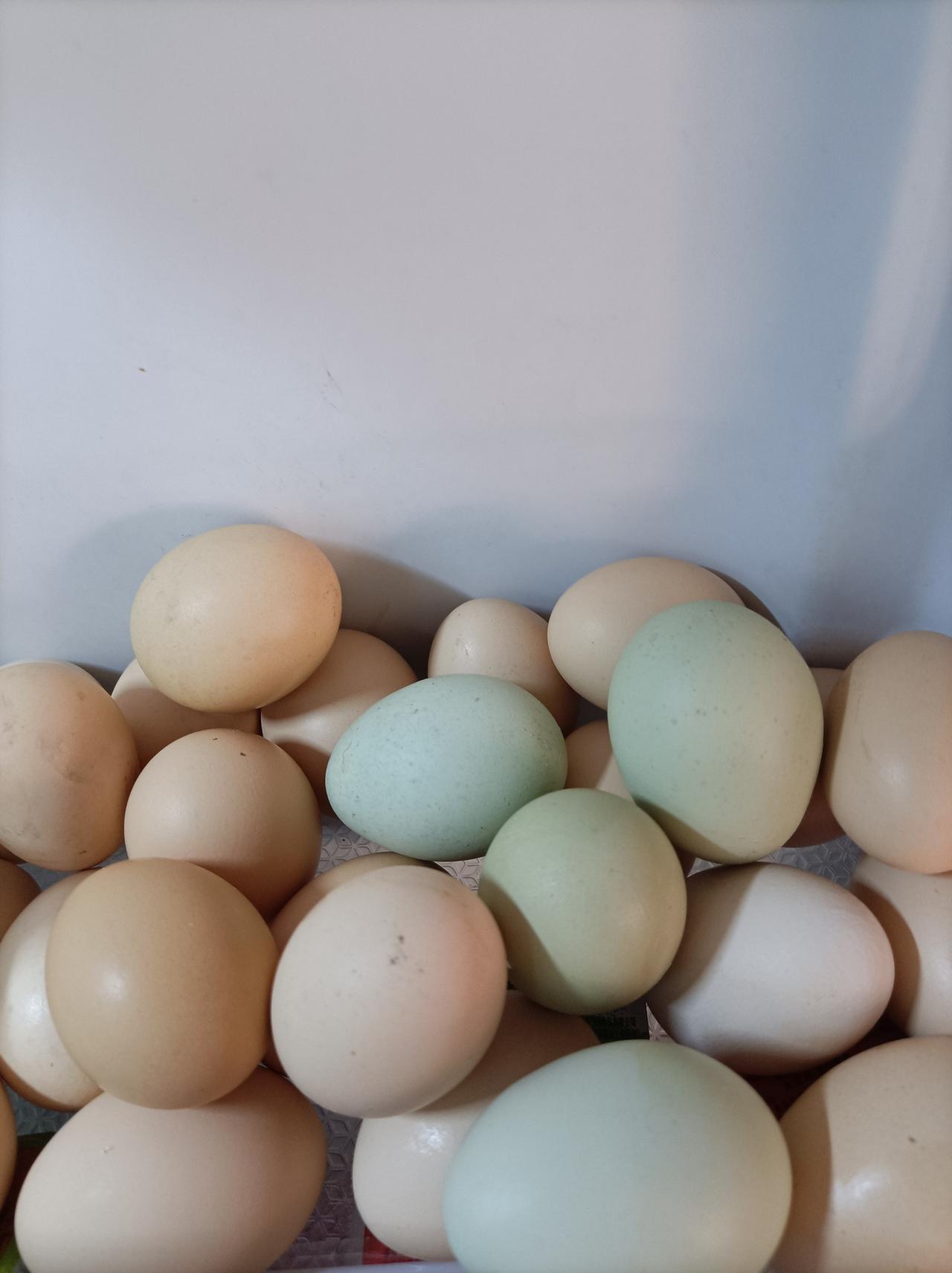 (4)儿媳妇公司同事送的自己家养土鸡蛋，还有绿色的小鸡蛋，炒了几个吃，好像也吃不