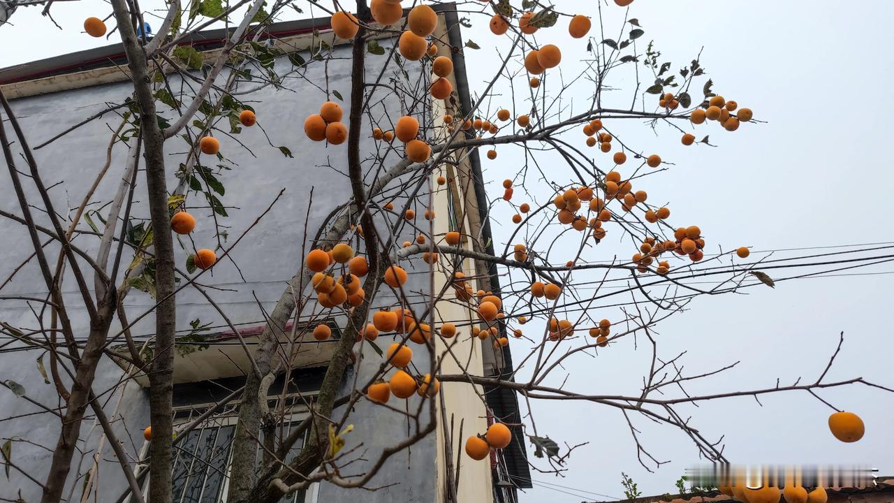 多少人把“长毛”的柿饼当成了“柿霜”？
外公特别喜欢吃甜食，去年秋天老妈做了很