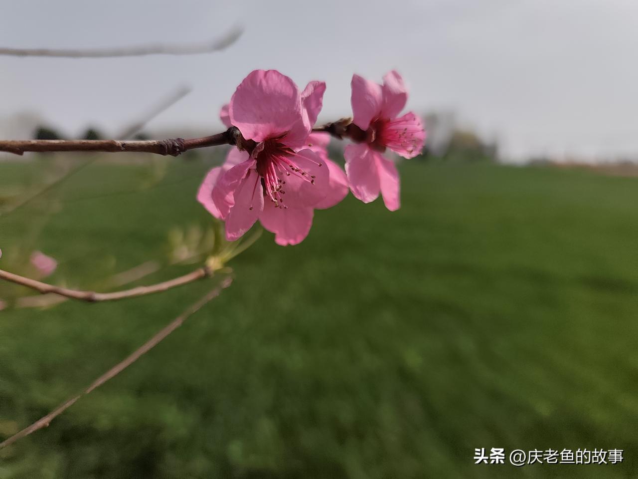 我在父母fen前坐了半天。
清明节，明明是个肝肠寸断，痛苦的日子，为什么都在说过