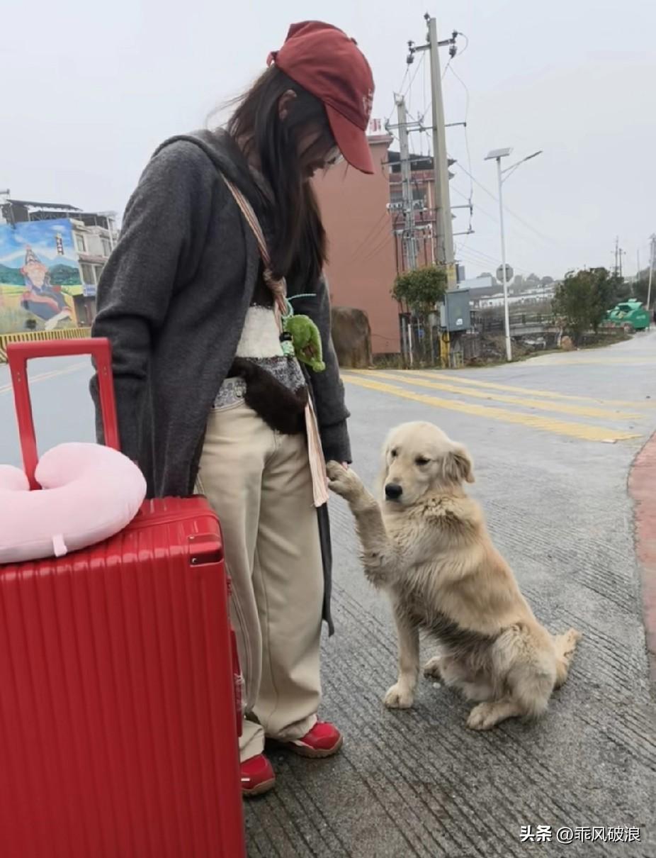 我不确定这是否算缘分，在路边等车时，一只温顺的金毛走到我面前，轻轻摩挲着我的行李