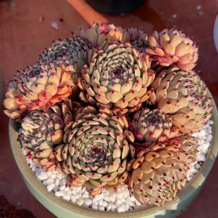 清晨阳光下的群生美肉肉
1.平安夜  2.石英  3.荷花
4.弗兰克  5.红
