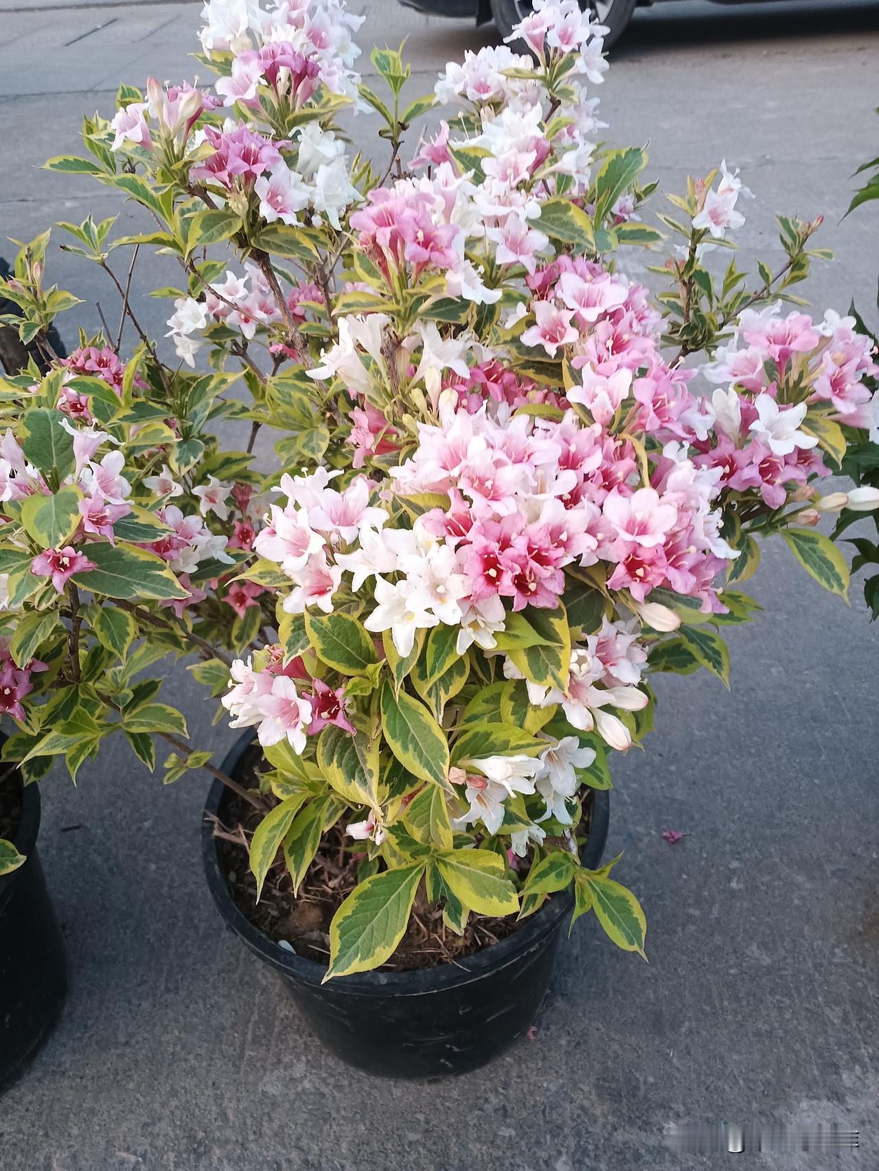 每次和老公吵架吵不赢
或者他对着对我的脸指手画脚
我生气了
从来都不回娘家
直接