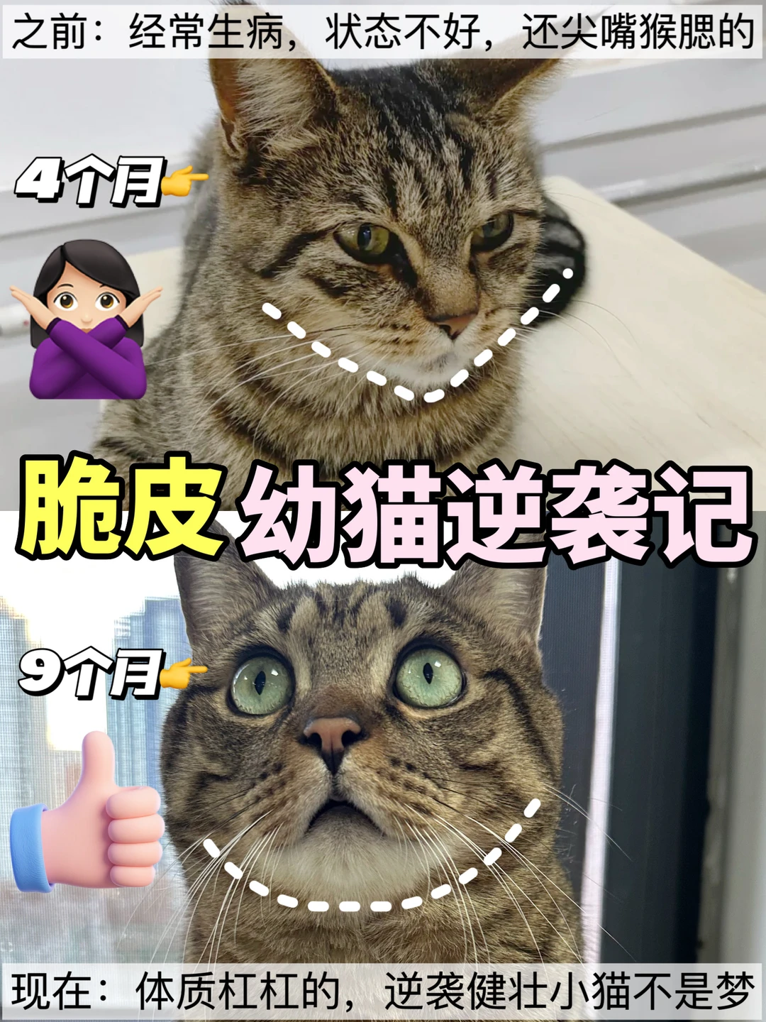 从脆皮小猫到壮壮猫🐈我家小猫的逆袭记~