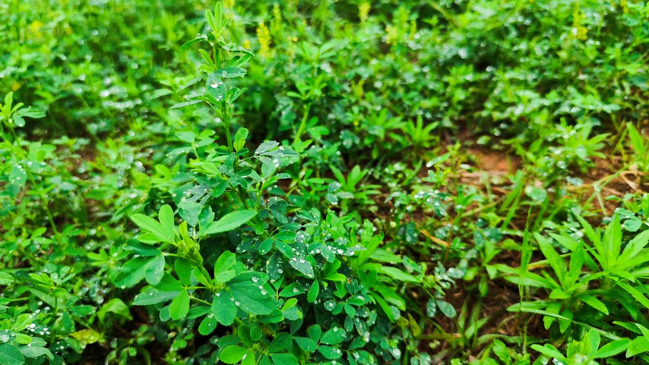 晒图笔记大赛野外的花花真漂亮，虽然不知道她们的名字，黄色的小花，清香淡雅！她们只
