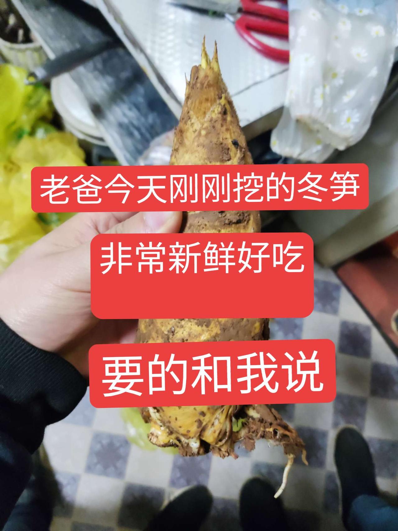 老爸今天的新鲜挖的冬笋，非常新鲜好吃冬笋来了 纯天然绿色食品 大自然的馈赠