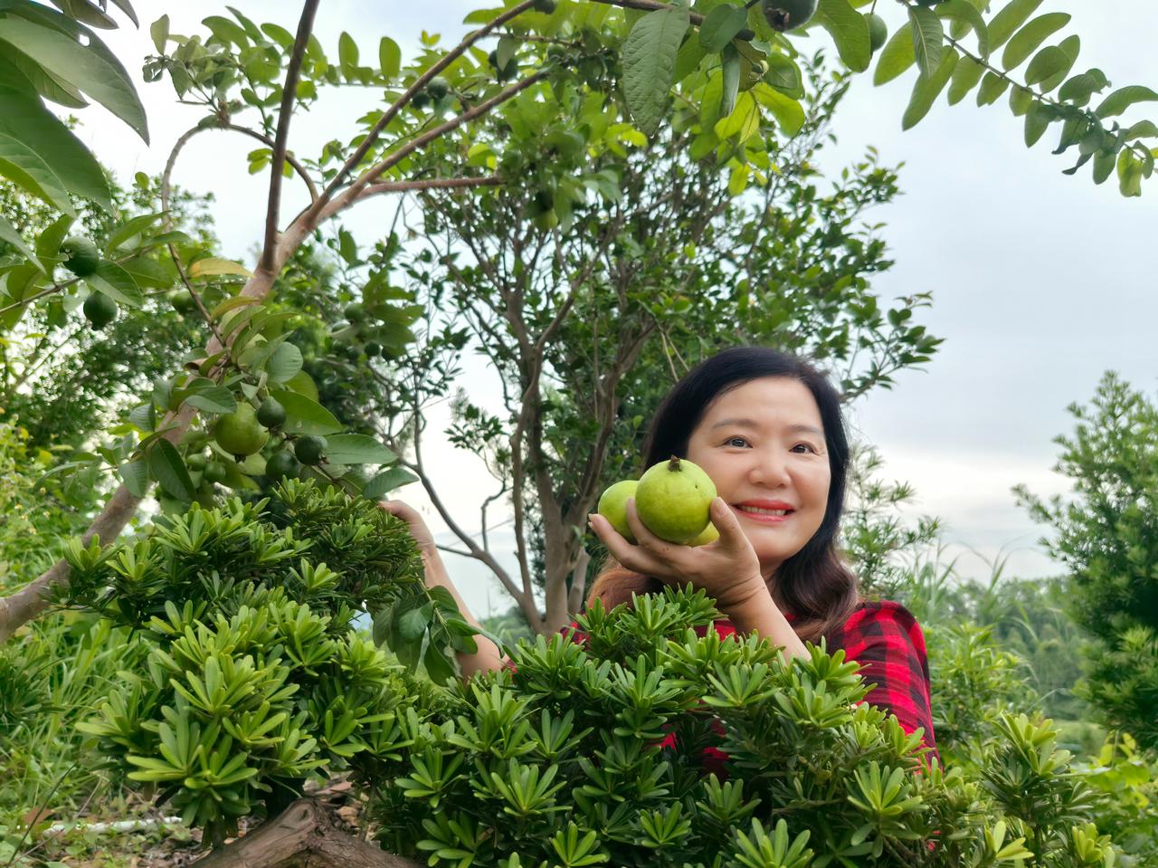 静趣山里营地，第一次闻到九里香，香味居然这么浓郁，令人沉醉。

上周六去的静趣山