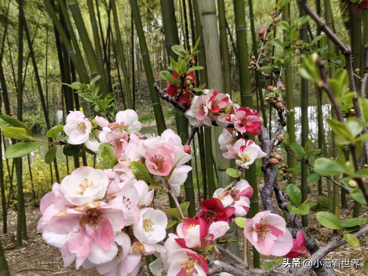 这里是荆川公园，也是海棠花主题公园，每年三月底，海棠花陆续盛开，吸引八方来客前来