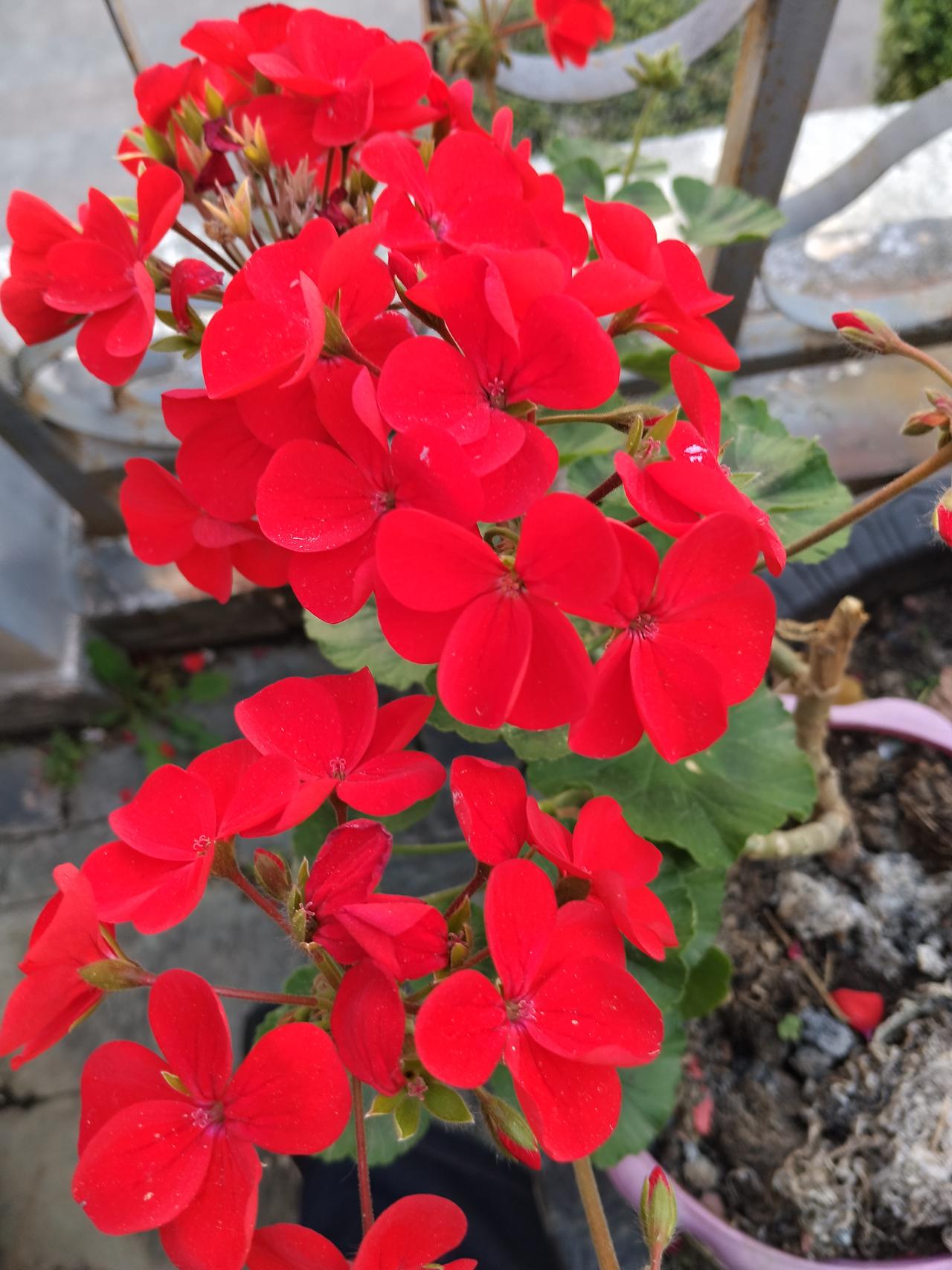 心有山海，静而无边；心有繁花，岁月沉香。
春有约，花不误，岁岁年年不相负。
花卉