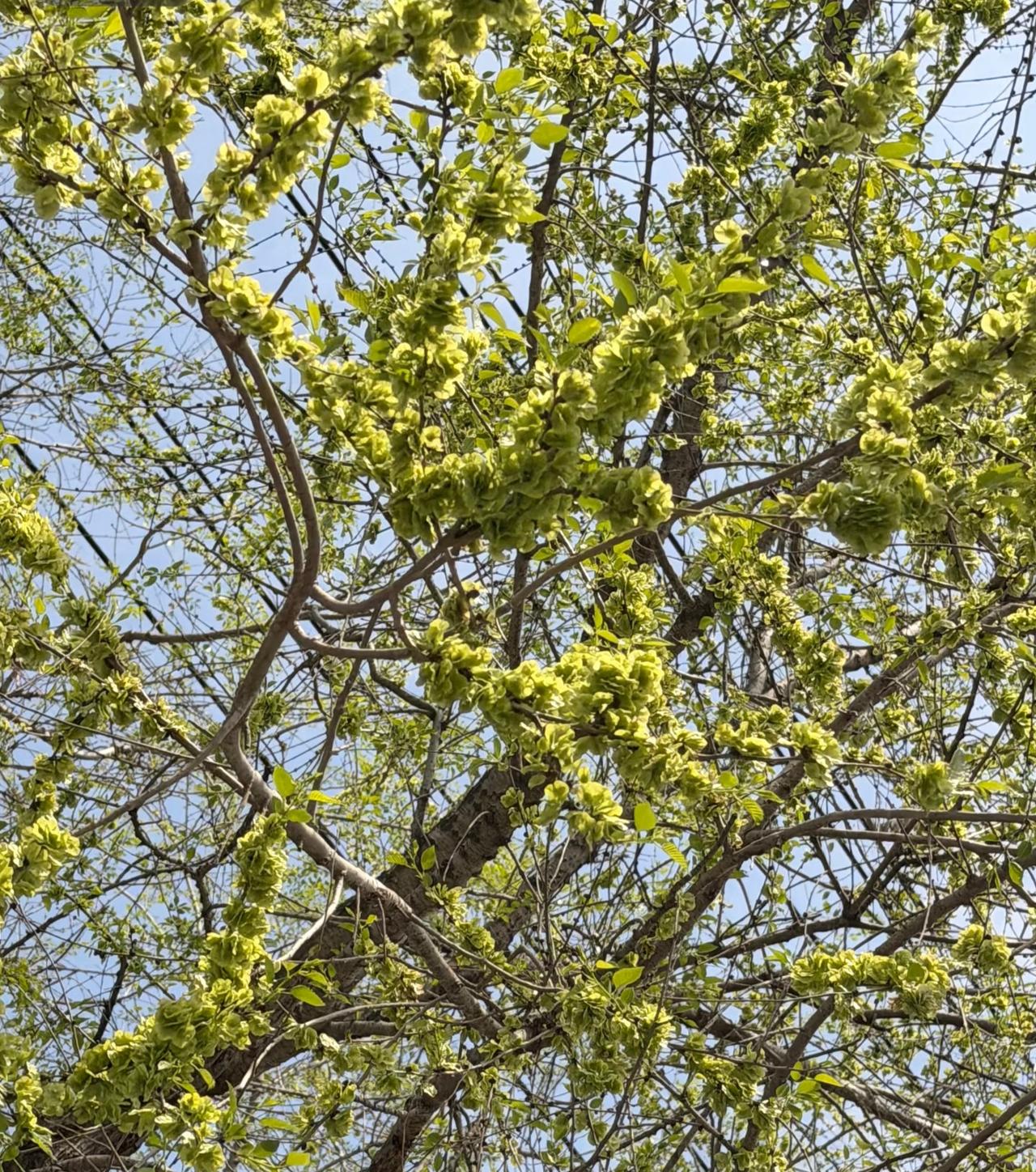 老家的榆钱又成熟了
记的每年的这时候，
门前大榆树上都会长结出很多榆钱。
一串串