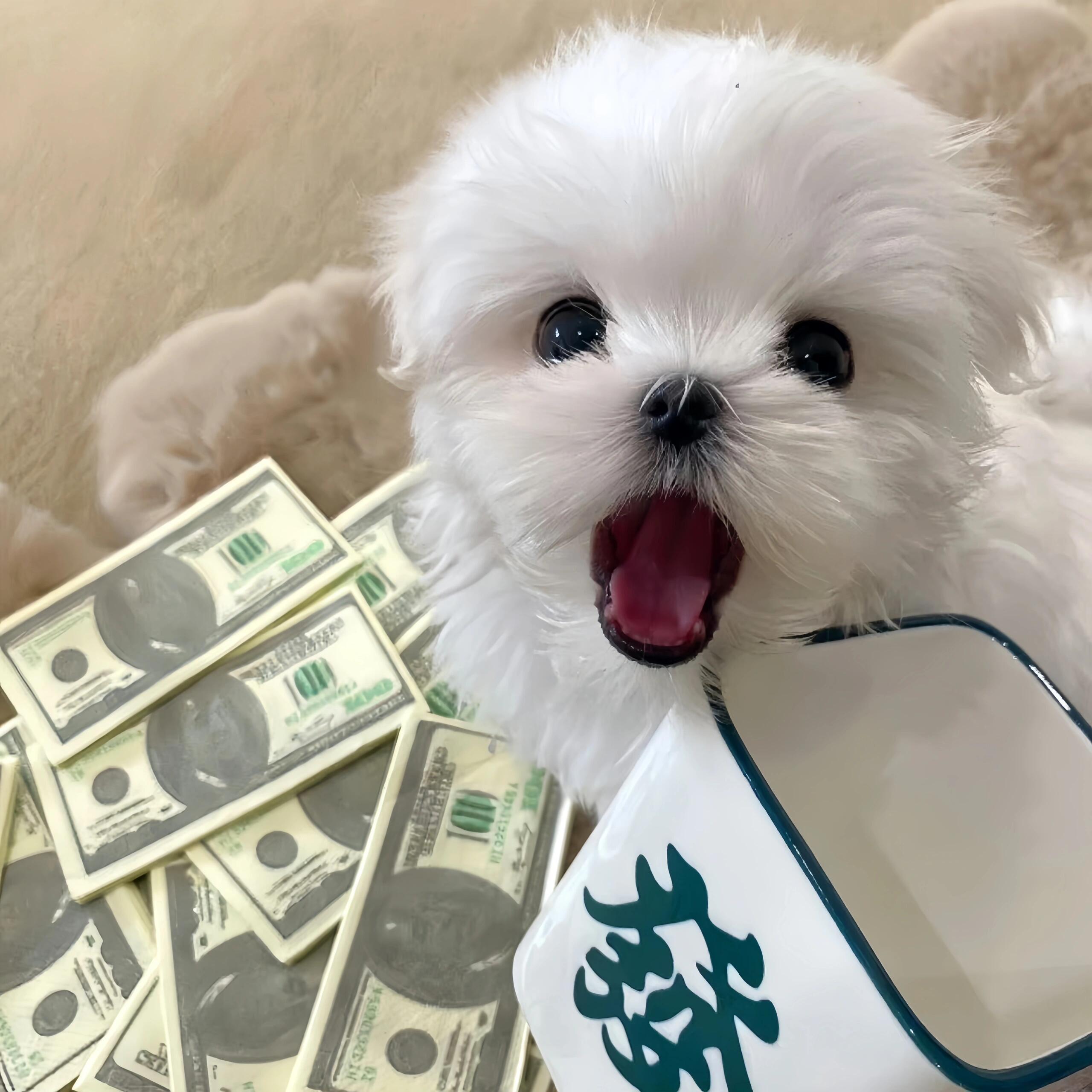 𝙒𝙚𝘾𝙝𝙖𝙩｜头像分享｜可爱头像｜马尔济斯｜线条小狗｜狗狗头像 