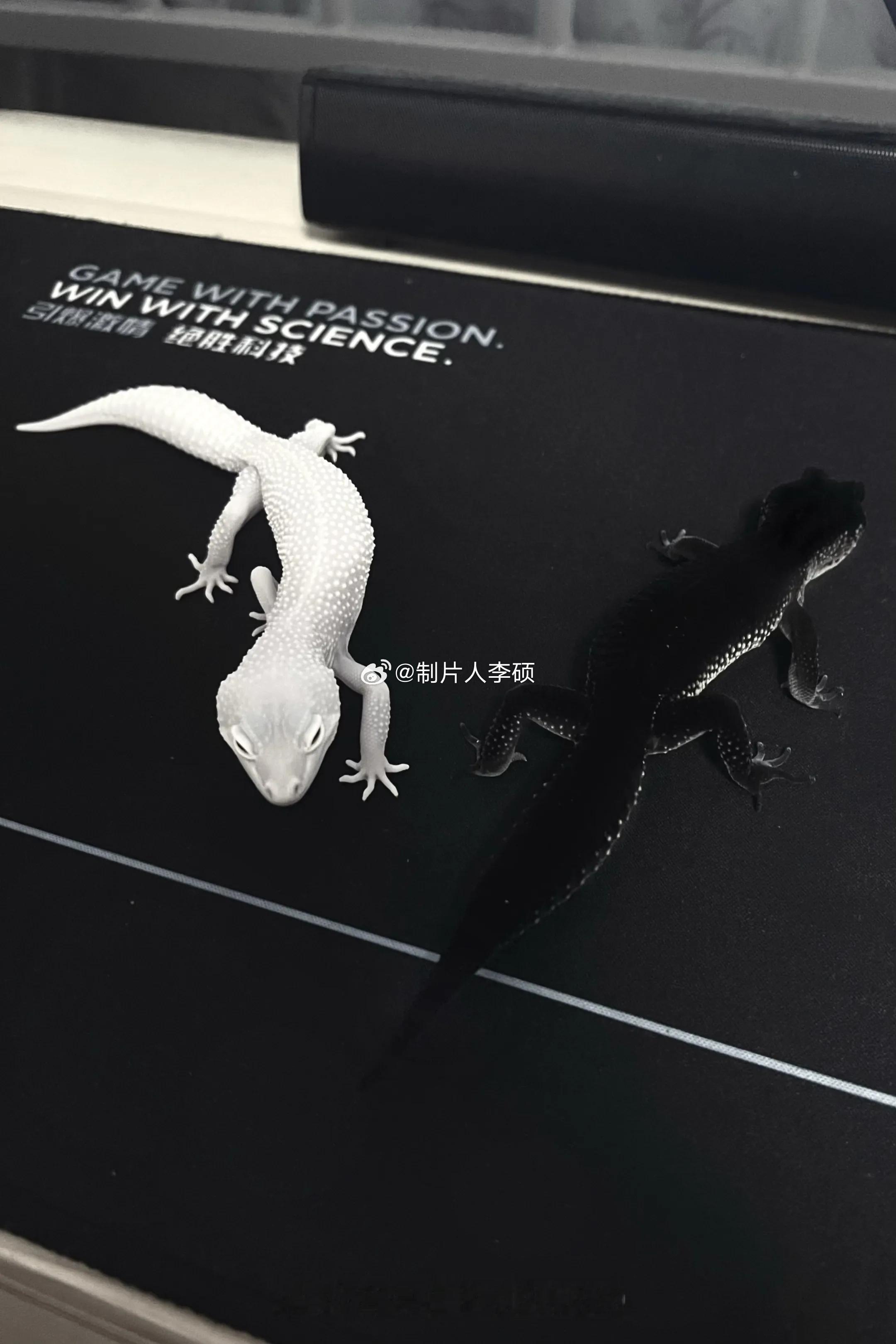 我和嘉尔汇合的是白蜥蜴，哎呦喂，我的天呢，还是黑丝绒的呢