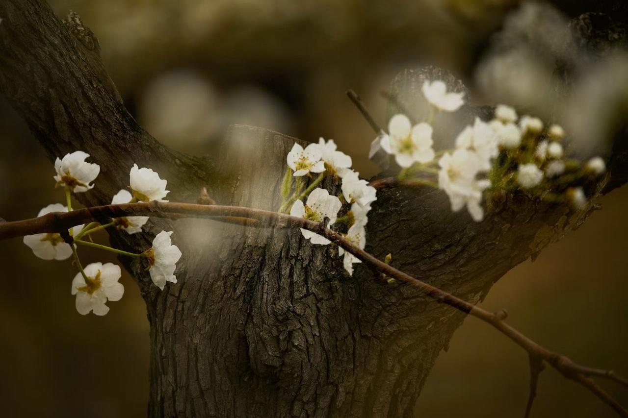 旅行随手拍老树干皴裂的纹路里，藏着岁月的沉厚，而枝头的梨花，却捧出一捧春日的清透