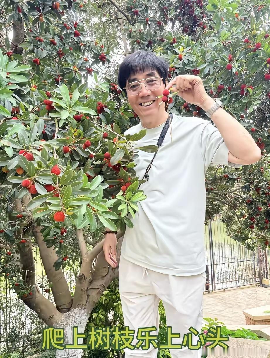 62岁的“邢捕头”范明家的这棵杨梅树看着是真喜人，他算是被他老婆宠成宝了，家住南