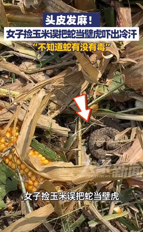 太吓人！9月17日，河南驻马店，一女子在地里捡玉米时，忽然看到玉米旁有只“大壁虎