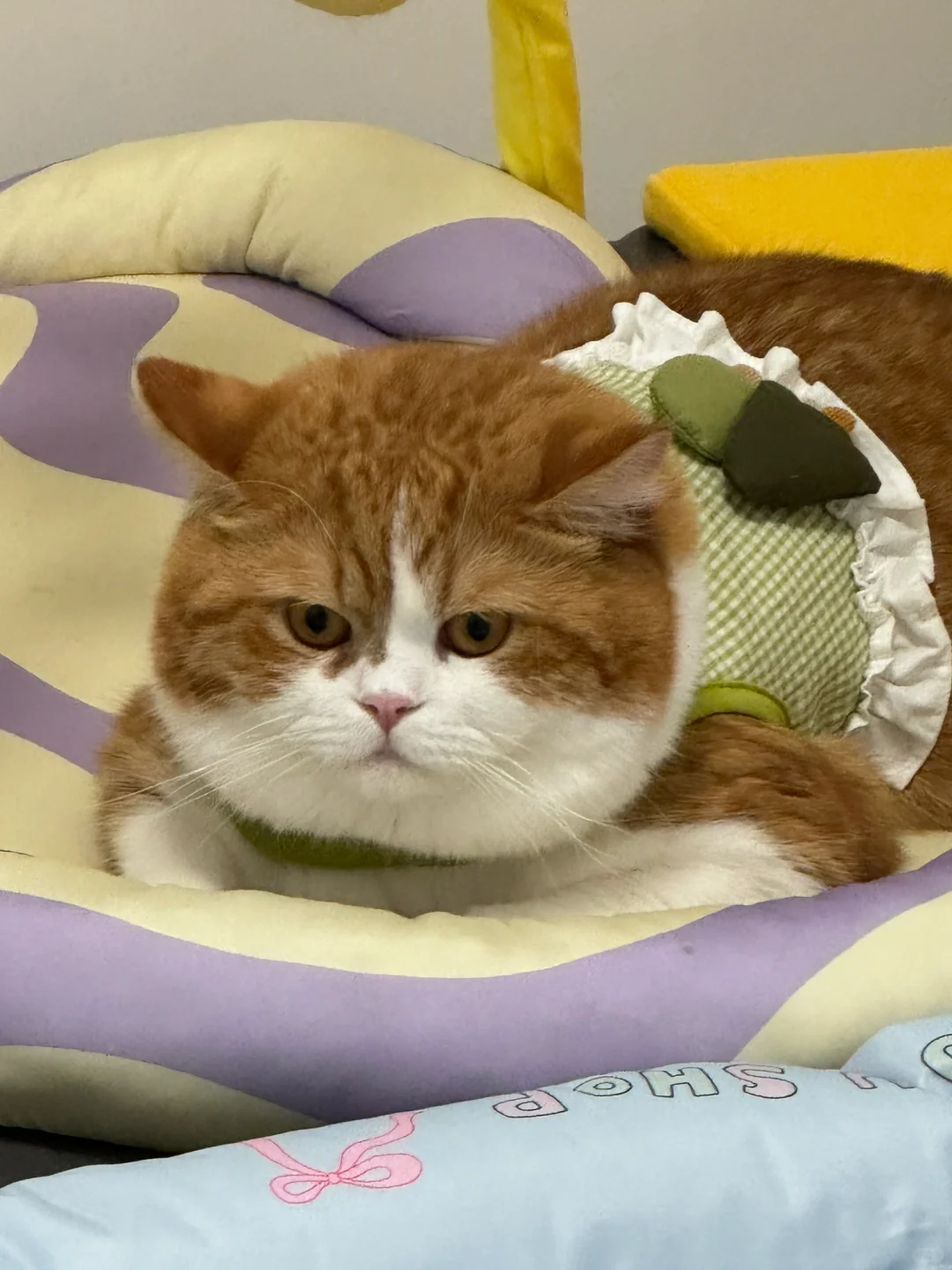 挑战全网脸最大的猫