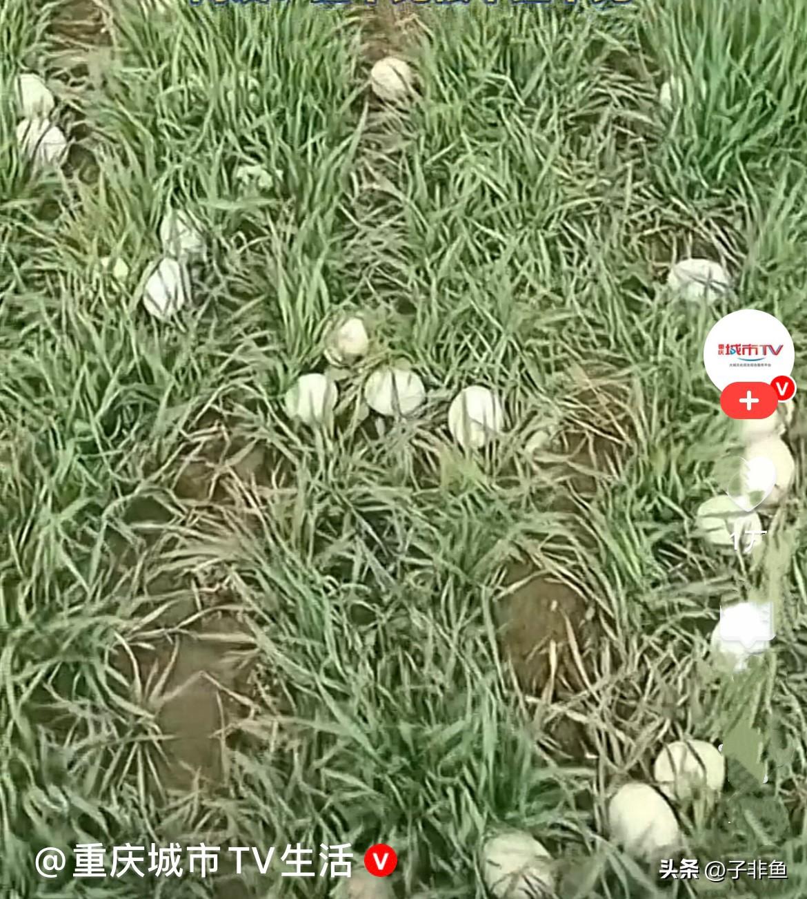 近日，河南一男子在小麦地里看到一群大雁，大雁飞走后，男子一看地里全是蛋，就像梦里