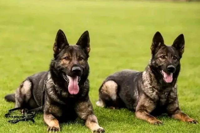 禁养烈性犬,你赞同还是反对?
现在社会上关于反对禁养烈性犬的呼声基本上没有了。