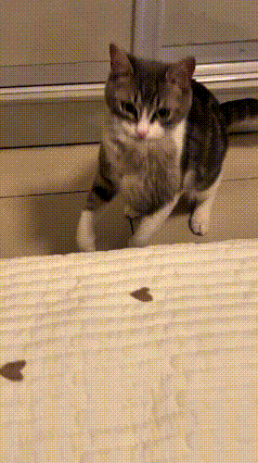 乖乖嘞，俺家这猫真是精得跟猴儿一样，心眼子多哩很！它嫌一窝小猫崽叽叽喳喳吵得慌，