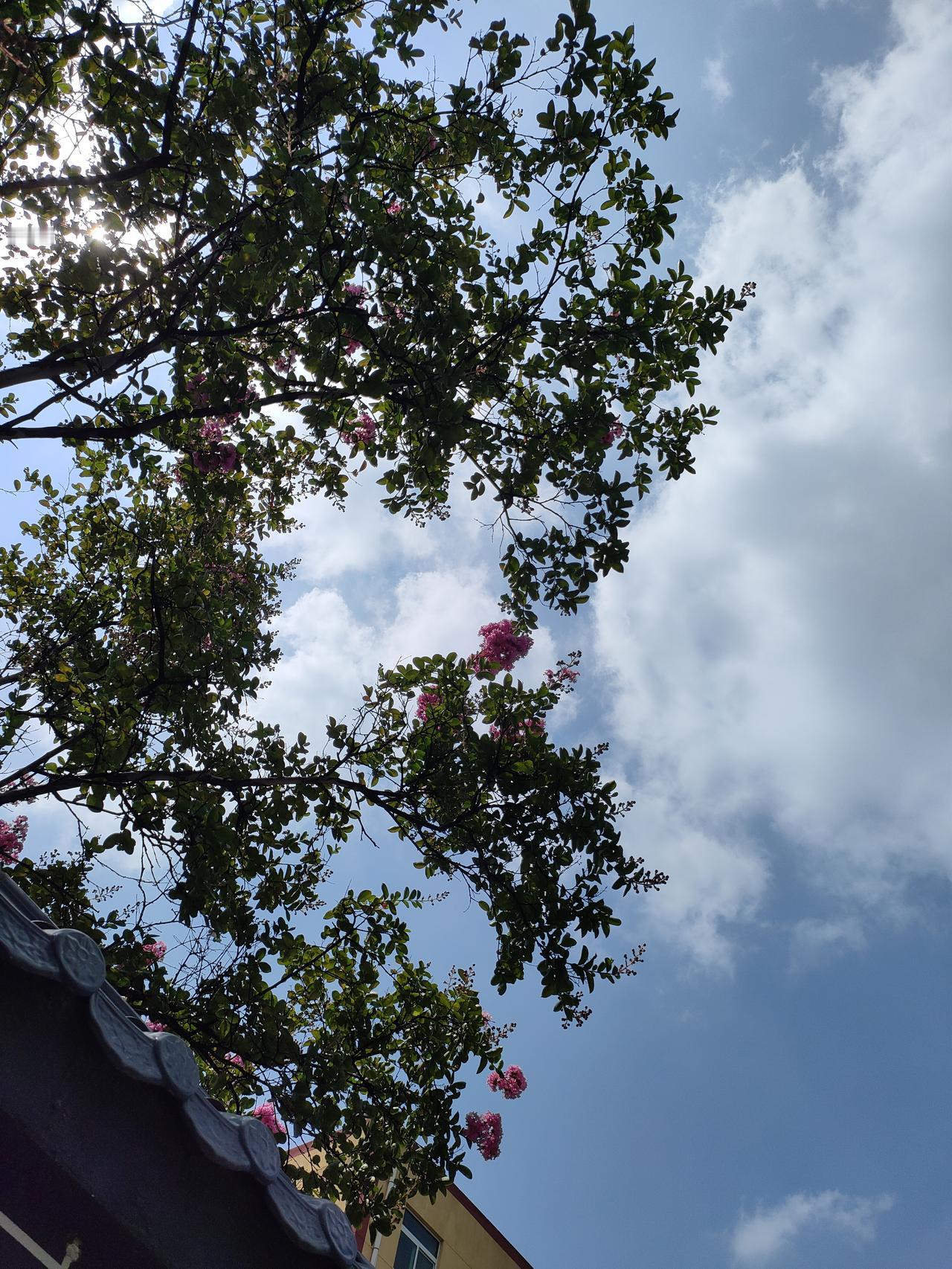 1. 紫薇花开，蓝天作衬，邂逅夏日独有的一抹嫣红🌸
​
2. 抬头遇见满树繁花