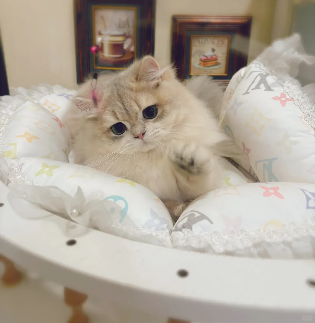 双麻纹长毛蓝金