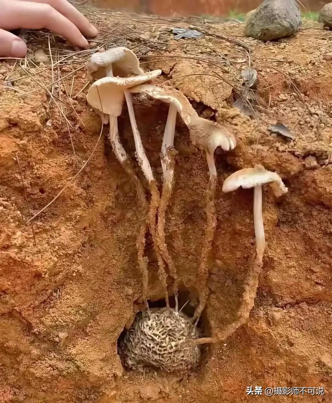 原来美味可口的鸡枞菌真的是长在白蚁巢穴上的啊，以前以为只是开玩笑的呢！鸡枞菌在我