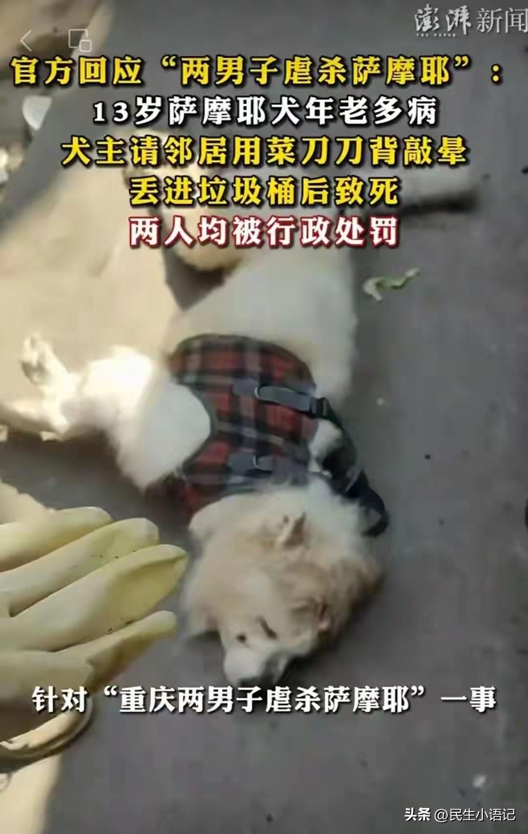 真的太让人心寒了！重庆“两男子虐杀萨摩耶”事件后续曝光，真相比网传更让人愤怒。