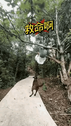 惊险！小哥神反应躲过致命一击，狗狗扑空后遗憾离场！