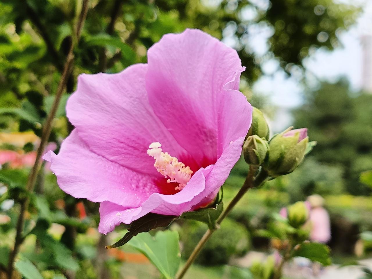 夏日的木槿花开得正艳，粉的、白的、紫的，朵朵都让人爱不释手。