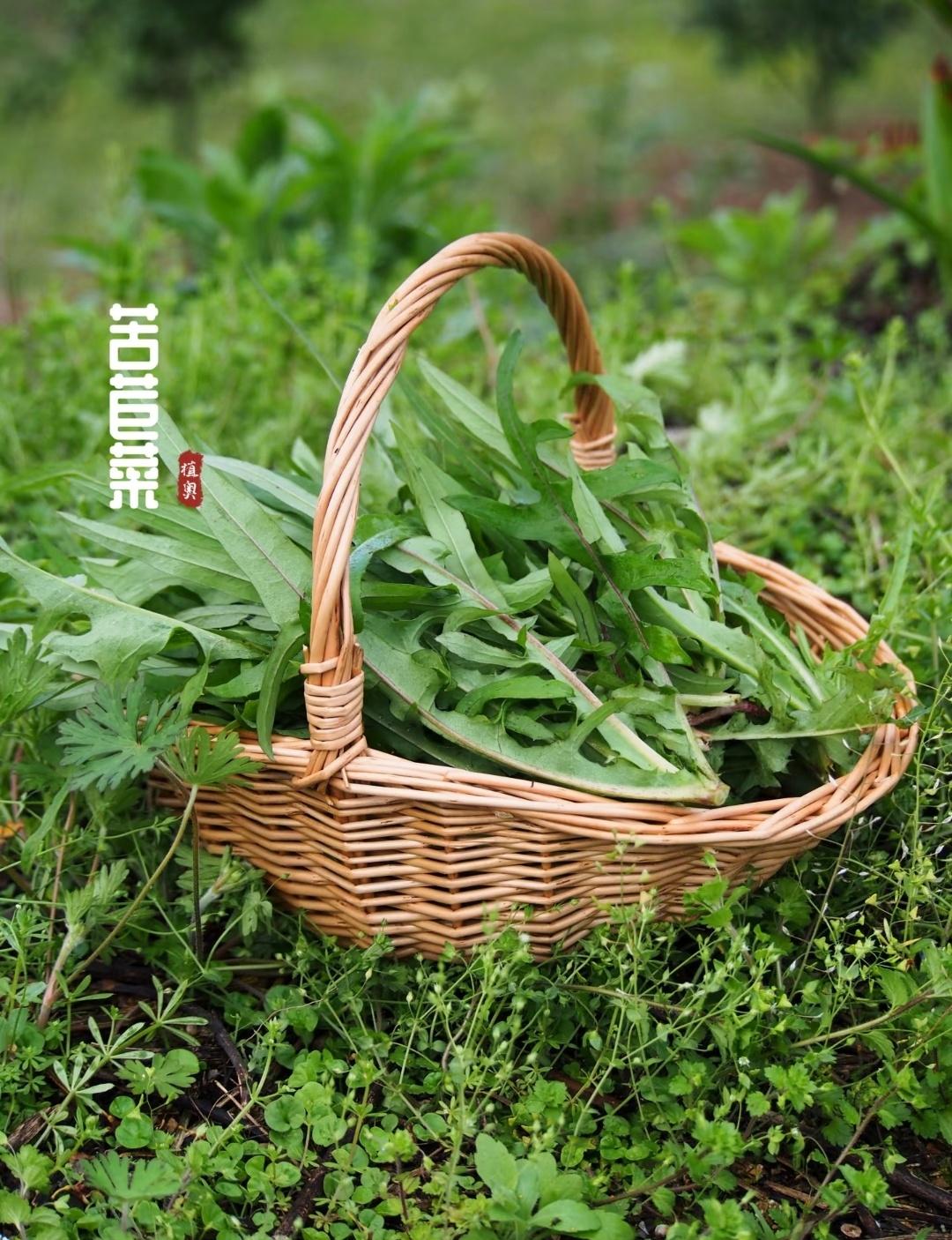 春风一吹，大地就绿了。
此刻的田埂边，藏着比繁花更动人的春意🌱。
一篮装满，是